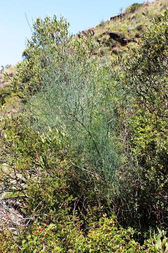 Asparagus denudatus (Asparagus denudatus)