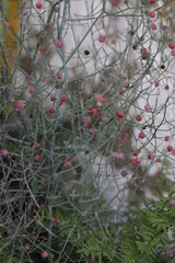 Asparagus denudatus (Asparagus denudatus)