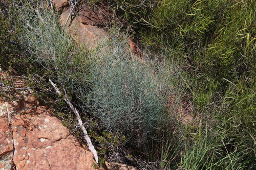 Asparagus denudatus (Asparagus denudatus)