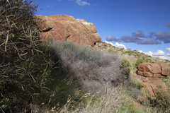 Asparagus denudatus (Asparagus denudatus)