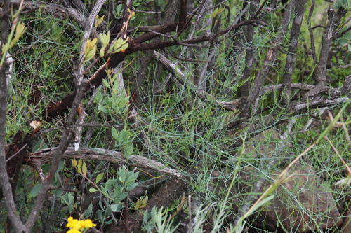 Asparagus denudatus (Asparagus denudatus)