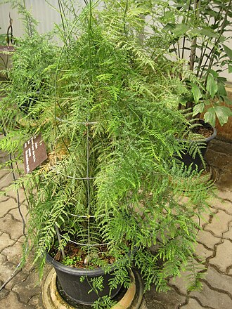 Asparagus filicinus: This photo is from Gardenology.org and is available under CC-BY-SA 3.0 license. If you use it, please include attribution to Gardenology.org, with a link if the