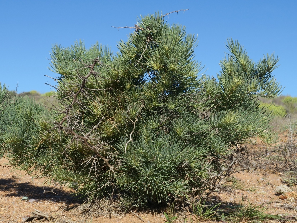 Asparagus graniticus (Asparagus graniticus)