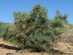 Asparagus graniticus (Asparagus graniticus)