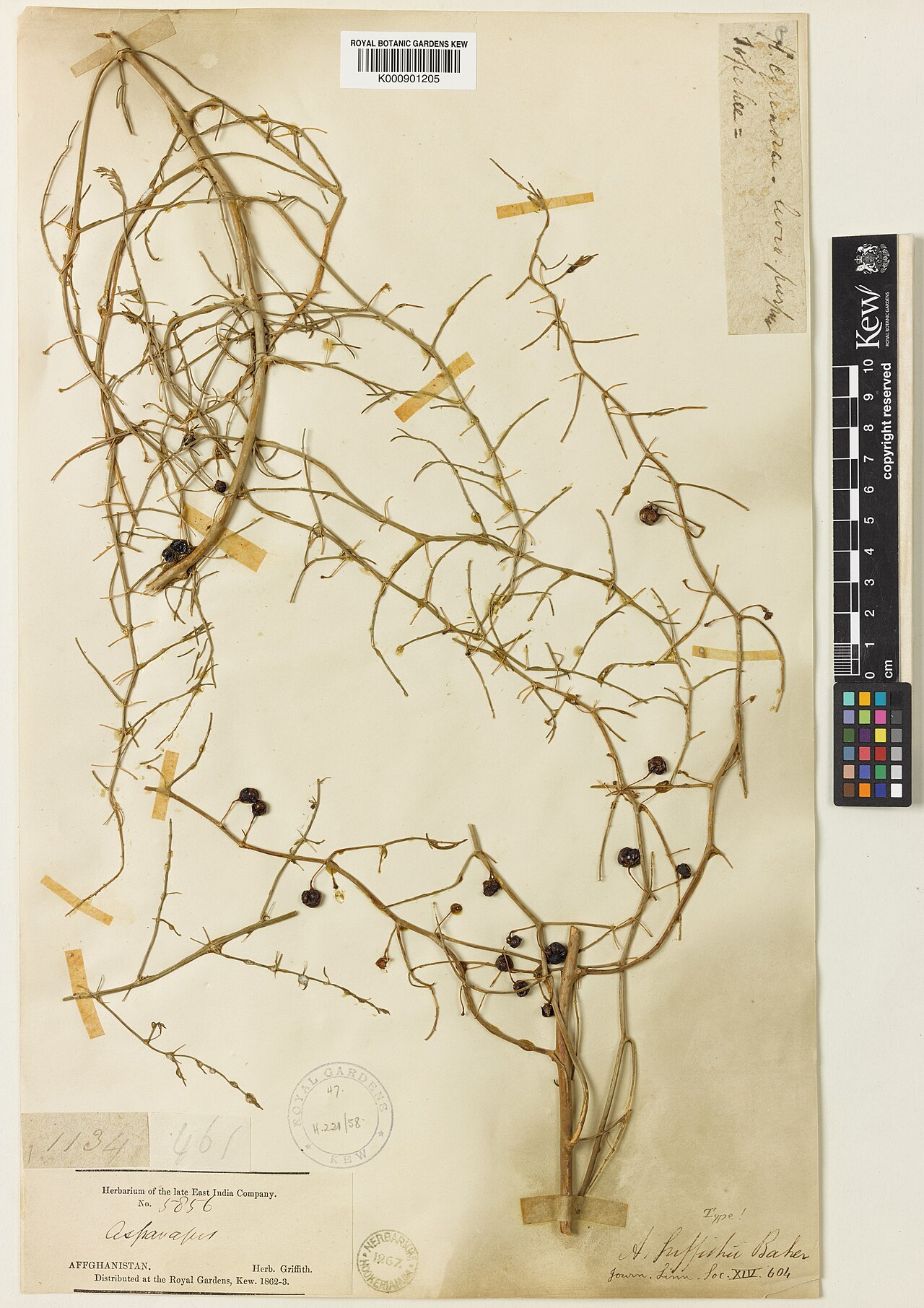 Asparagus griffithii: Asparagus griffithii — Herbarium specimen from Topchee, Afghanistan. Collected by Griffith, W.. Recorded in GBIF occurrence 912676037 .