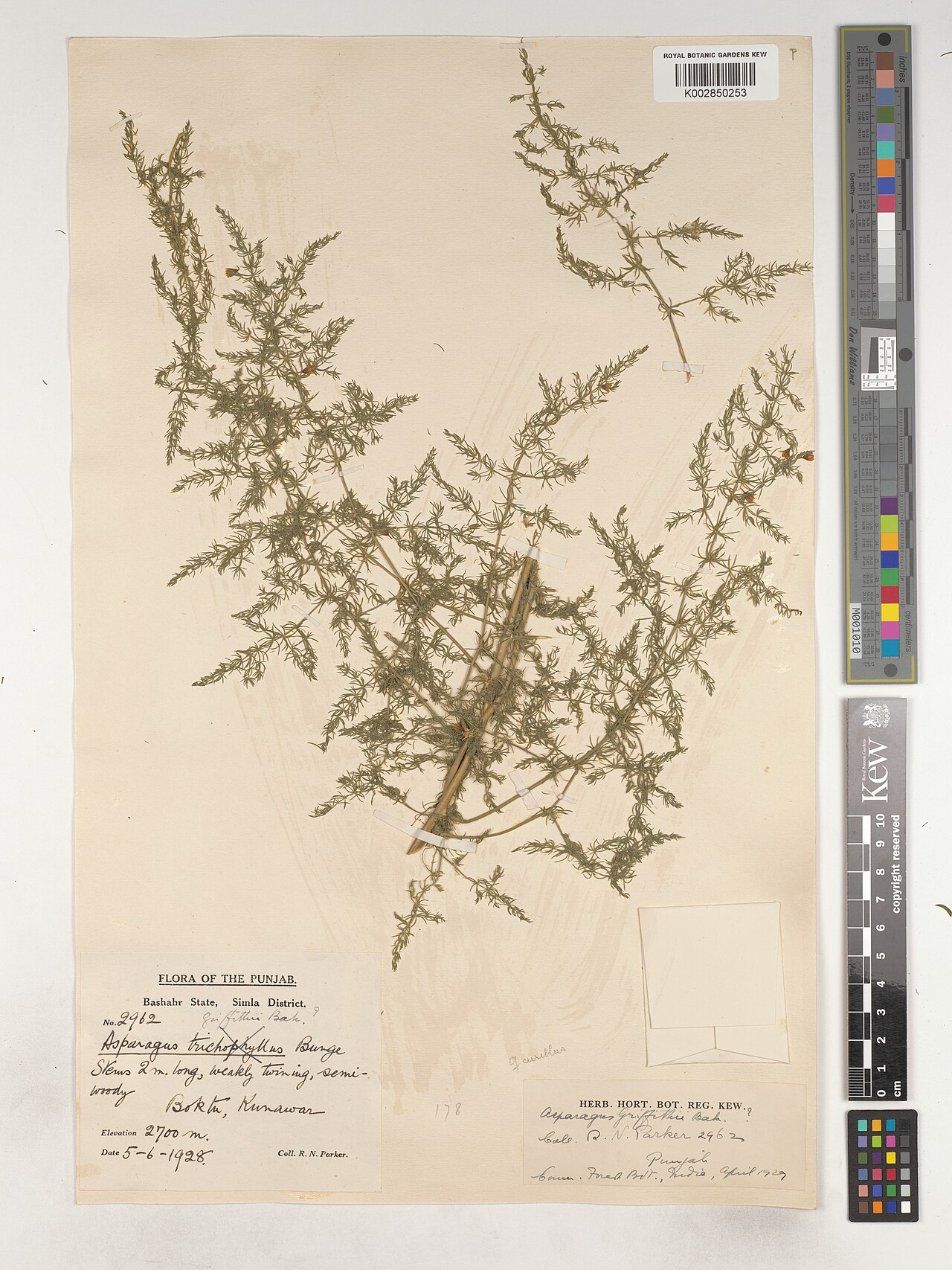 Asparagus griffithii: Asparagus griffithii — Herbarium specimen from Bashahr State, Simla District., India. Collected by Parker, R.N. (1928-06-05). Recorded in GBIF occurrence 460794
