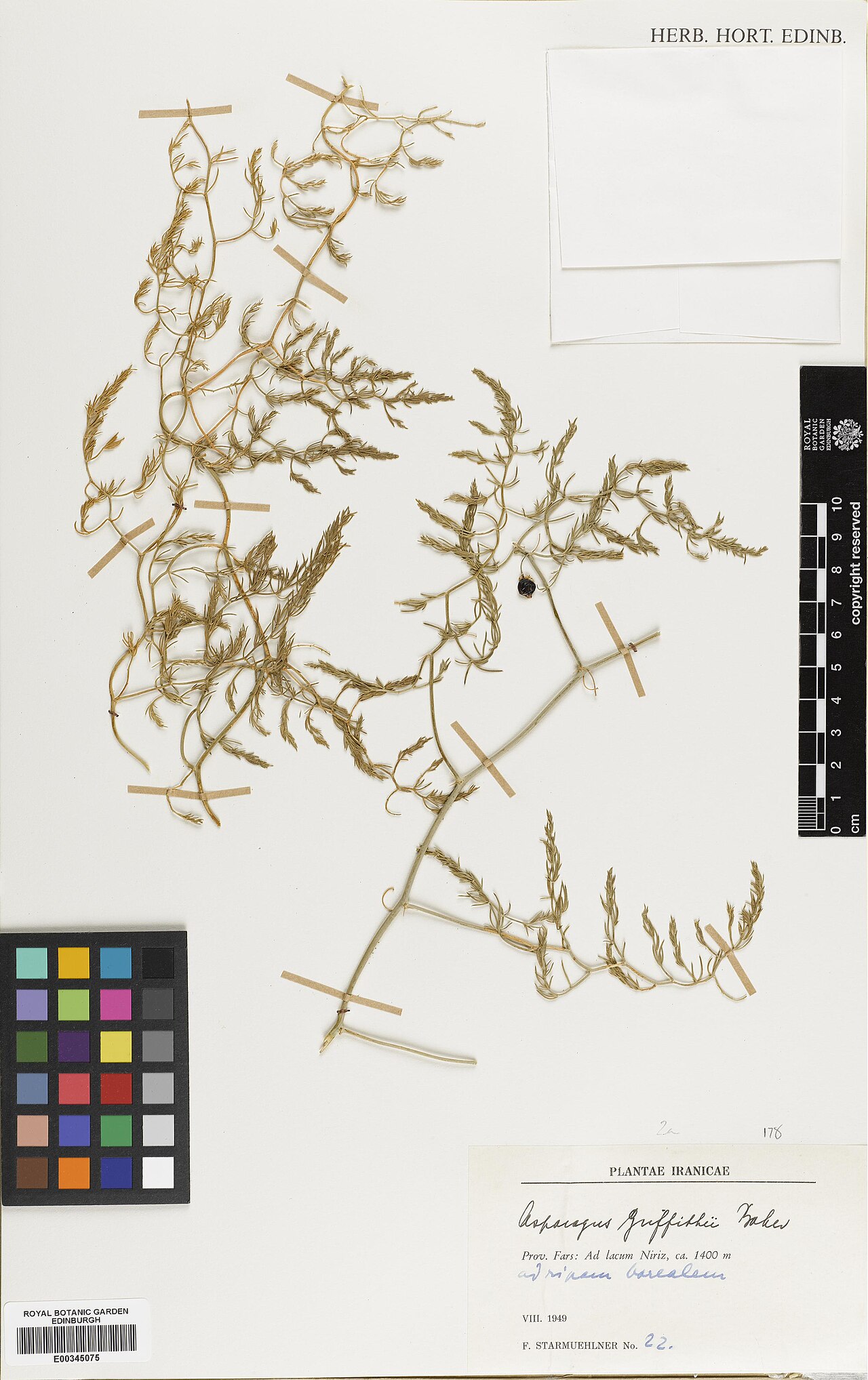 Asparagus griffithii: Asparagus griffithii — Herbarium specimen from Fars, Ad lacum Niriz, Iran. Collected by Starmuehlner, F. (1949-08). Recorded in GBIF occurrence 575071024 .