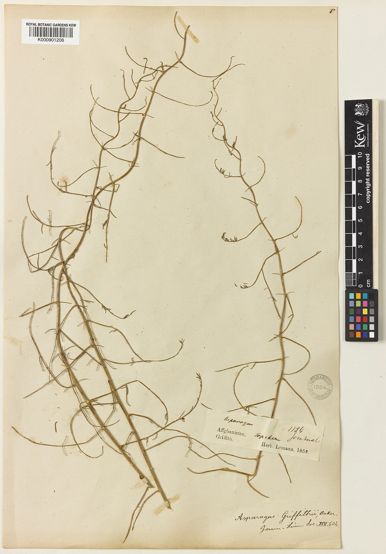 Asparagus griffithii: Asparagus griffithii — Herbarium specimen from Topchee, Afghanistan. Collected by Griffith, W. (1852-01-01). Recorded in GBIF occurrence 912676034 .