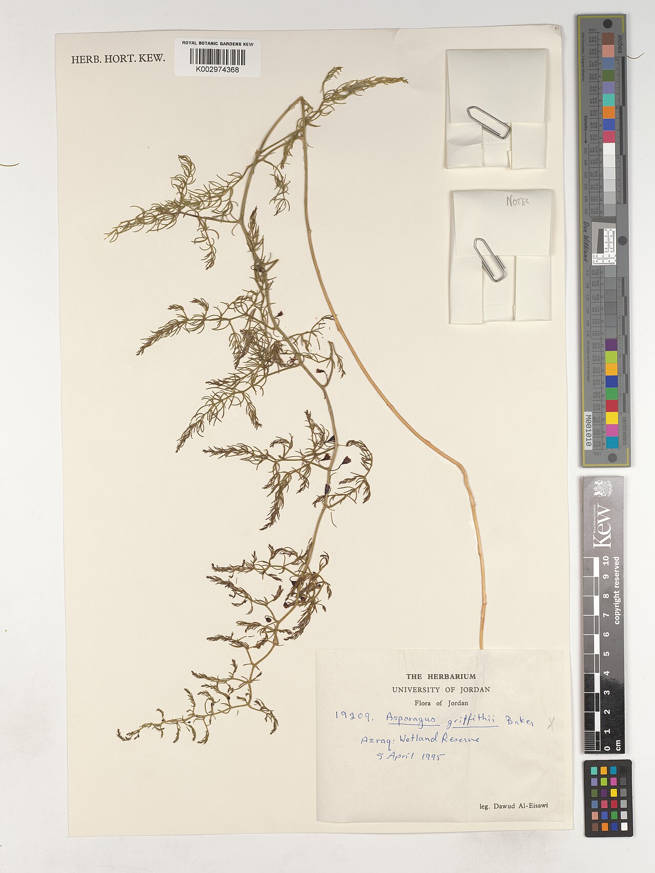 Asparagus griffithii: Asparagus griffithii — Herbarium specimen from Azraq, Wetland Reserve, Jordan. Collected by Al-Eisawi, D. (1995-04-05). Recorded in GBIF occurrence 4607964901 .