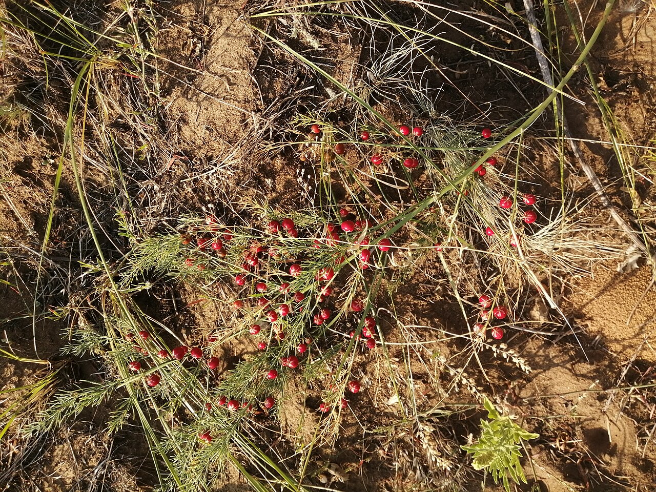 Asparagus inderiensis: Asparagus inderiensis