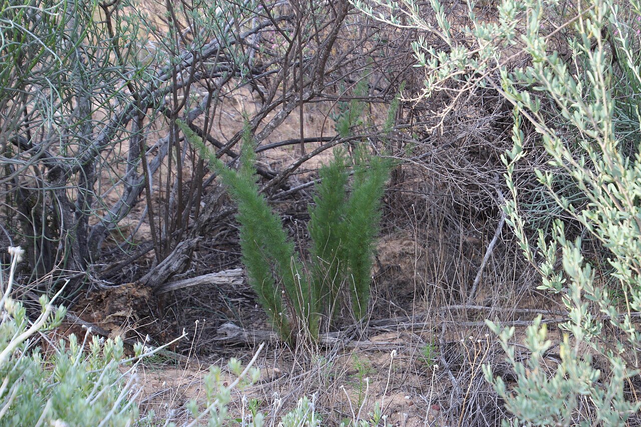 Asparagus juniperoides: Asparagus juniperoides