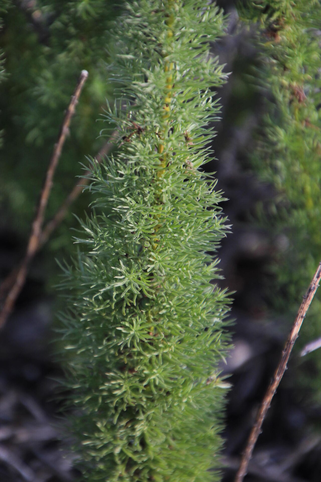Asparagus juniperoides: Asparagus juniperoides