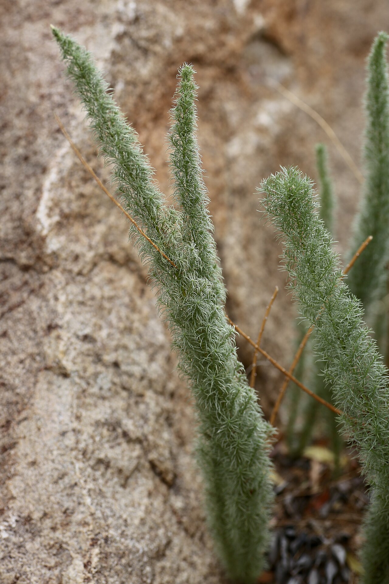 Asparagus juniperoides: Goegap Nature Reserve garden, Springbok, Namaqualand, Northern Cape, South Africa