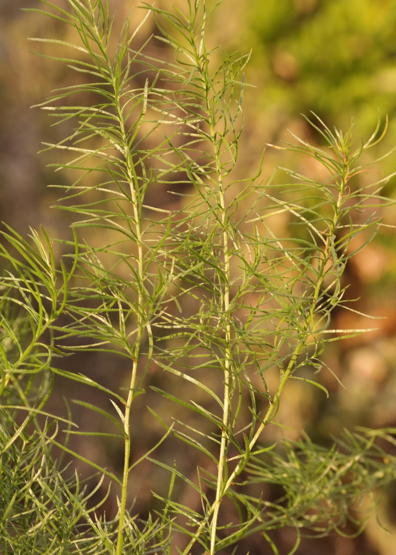 Asparagus juniperoides: Asparagus juniperoides