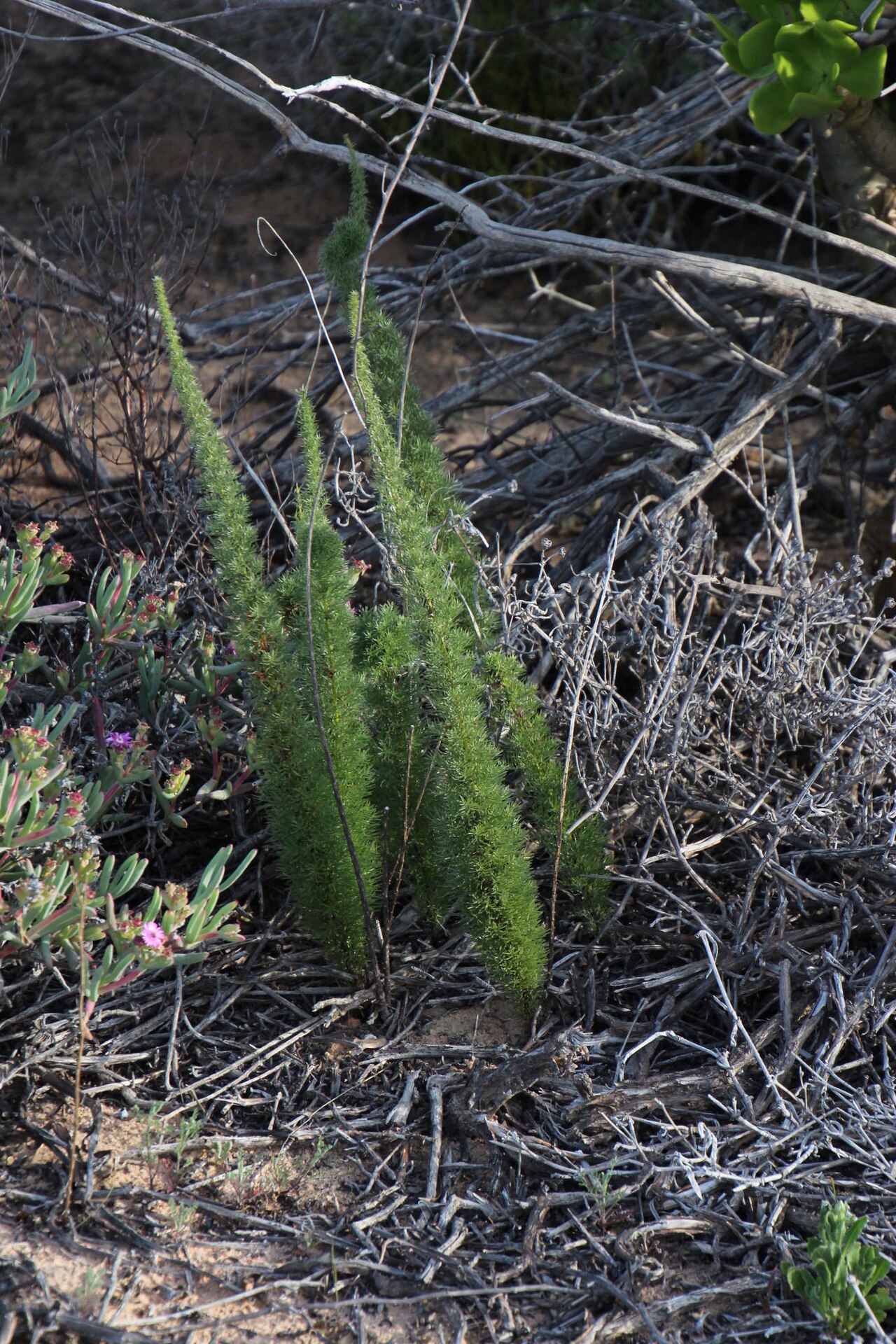 Asparagus juniperoides: Asparagus juniperoides