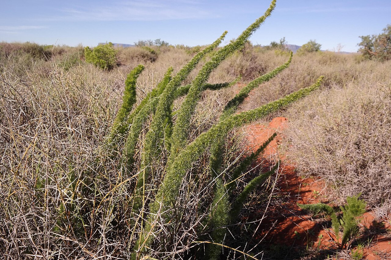 Asparagus juniperoides: Asparagus juniperoides