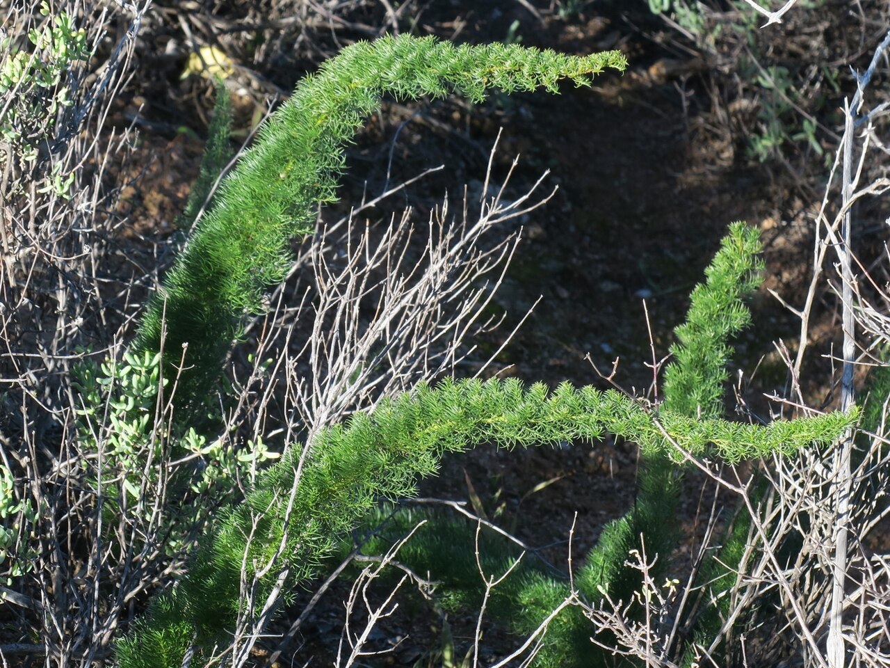 Asparagus juniperoides: Asparagus juniperoides