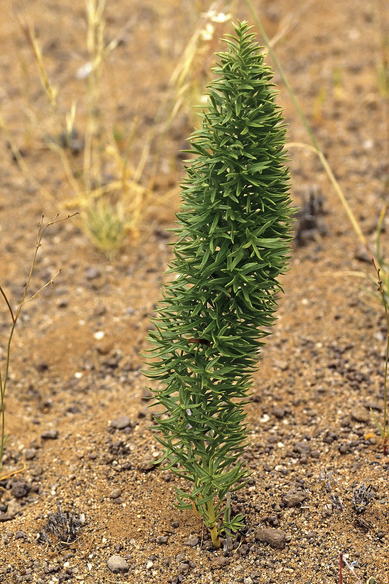 Asparagus juniperoides: Asparagus juniperoides , plant; between Rosh Pinah and Obib Mountain, Diamond Area 1, southern Namib, Namibia