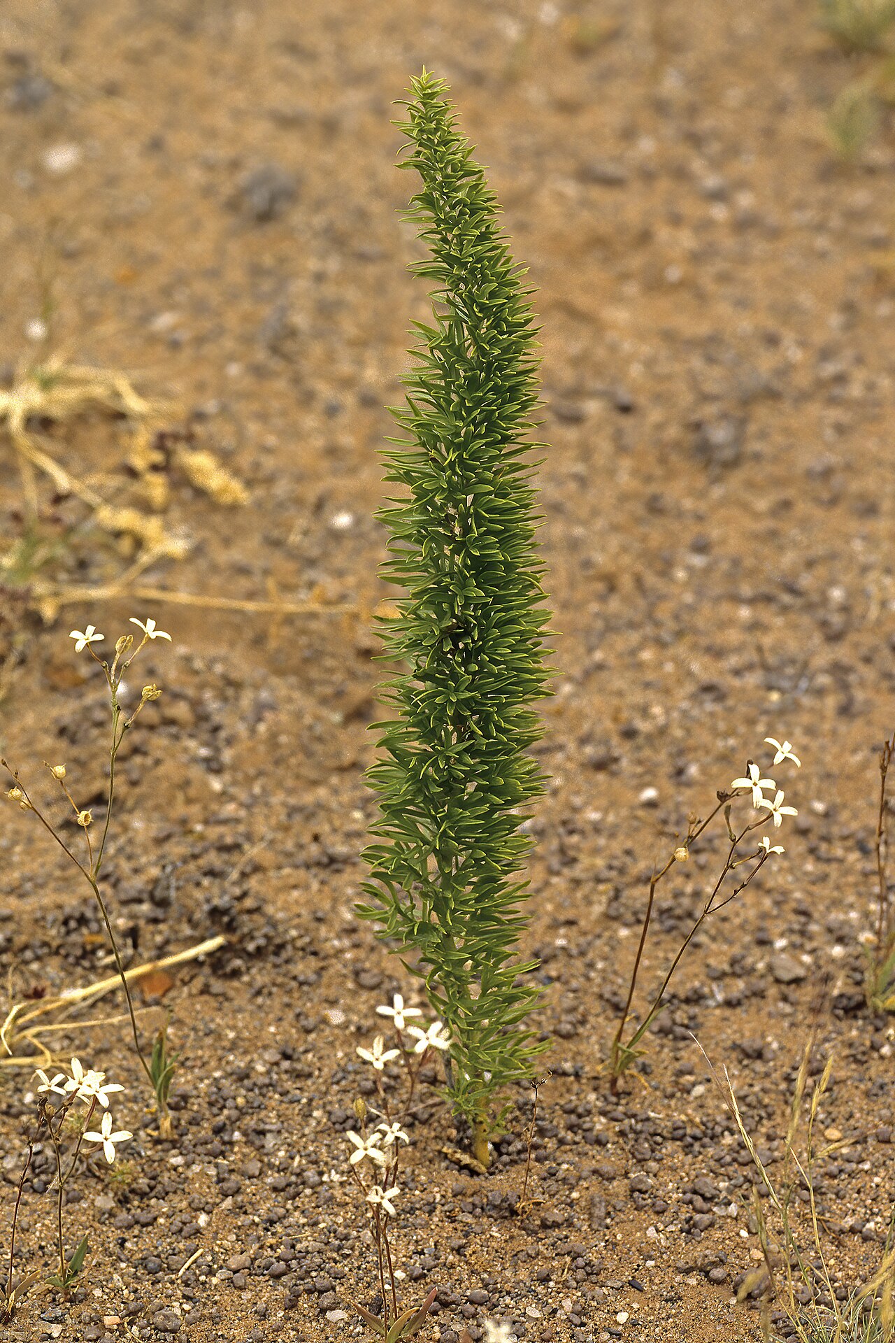 Asparagus juniperoides: Asparagus juniperoides , plant (growing with Kohautia caespitosa subsp. brachyloba ).; between Rosh Pinah and Obib Mountain, Diamond Area 1, southern Namib, Nam