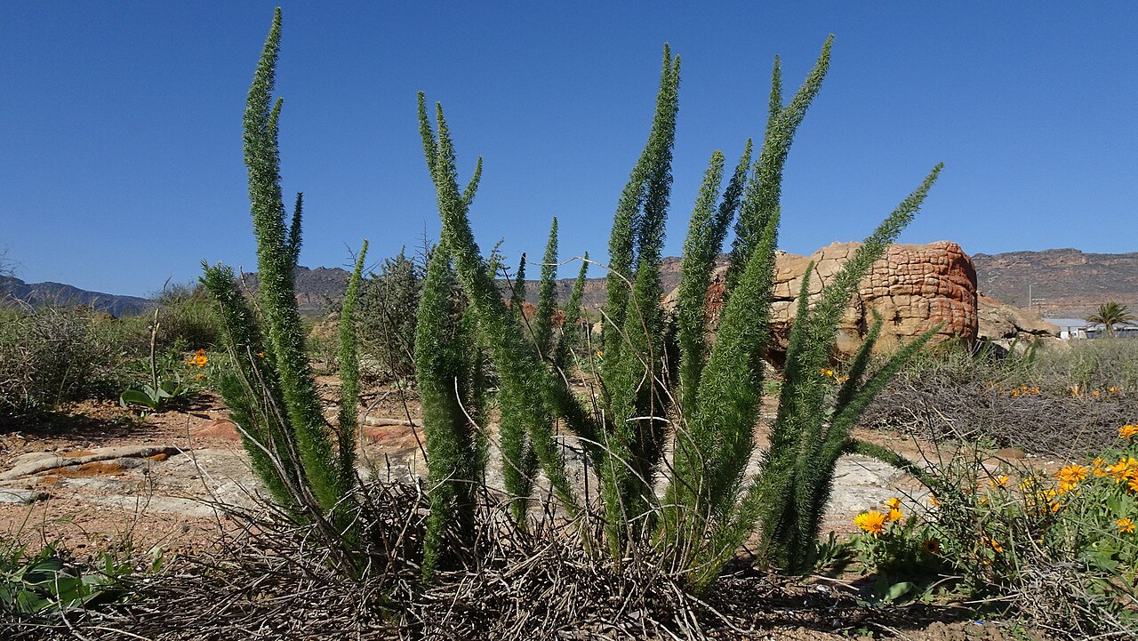 Asparagus juniperoides: Asparagus juniperoides