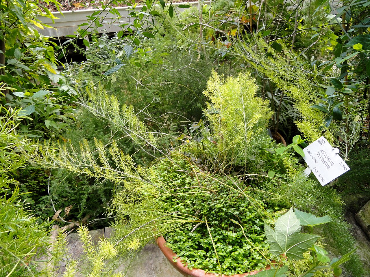 Asparagus krebsianus: Botanical specimen in the University of Copenhagen Botanical Garden, Copenhagen, Denmark.