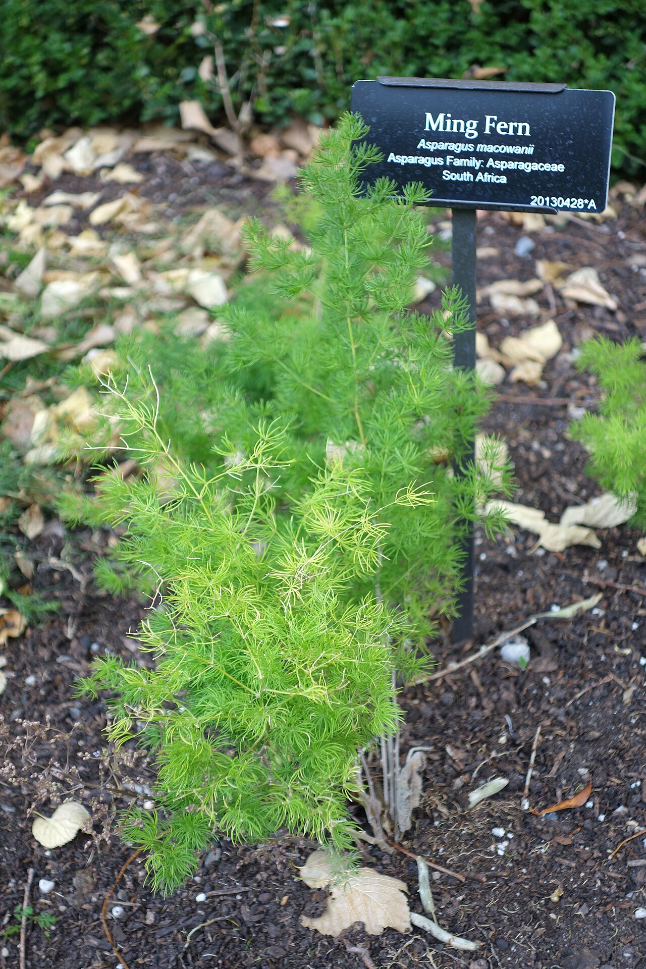 Zulu asparagus: Botanical specimen in the Brooklyn Botanic Garden, Brooklyn, New York, USA.