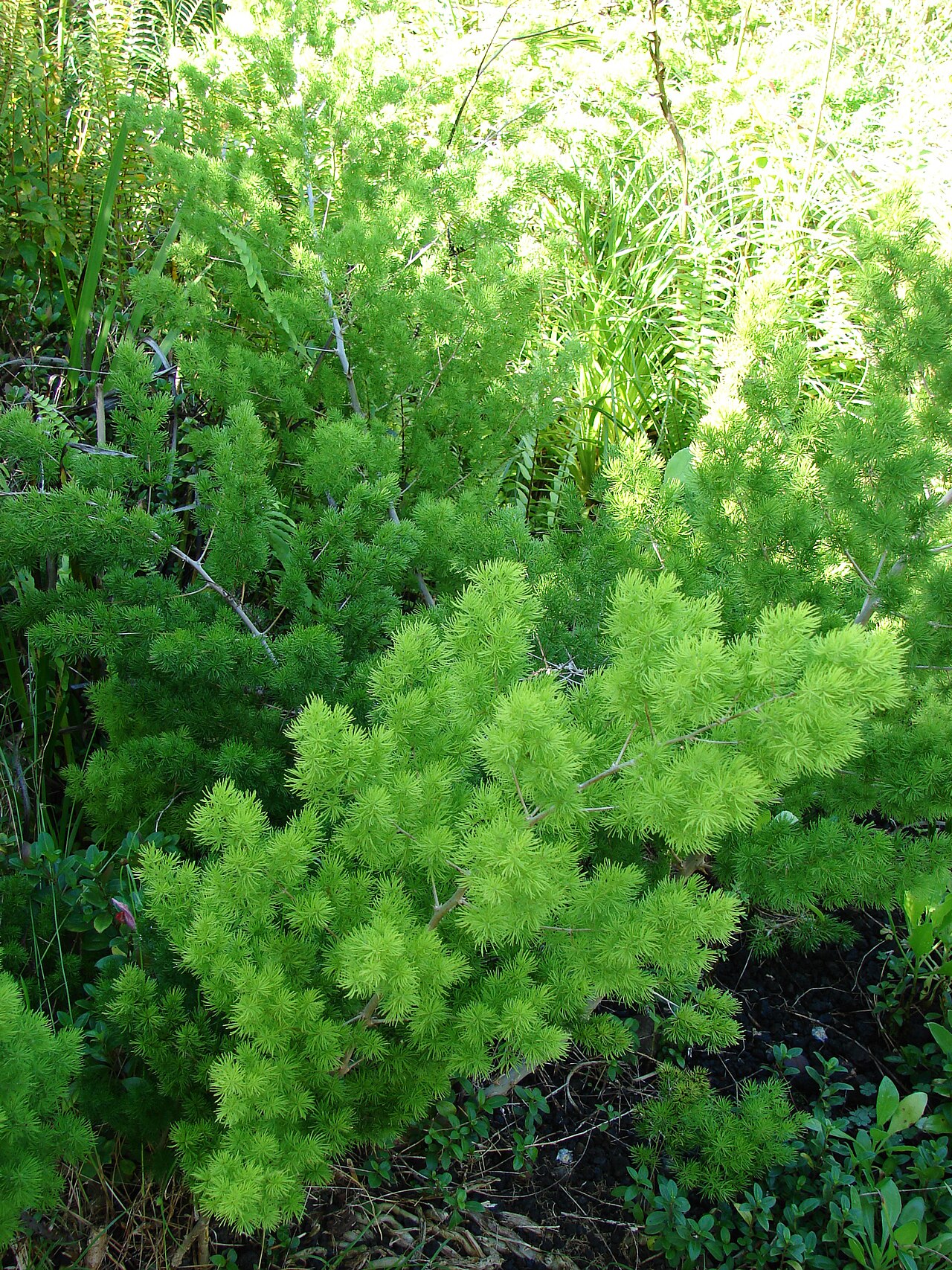 Zulu asparagus: Asparagus macowanii (leaves). Location: Maui, Enchanting Floral Gardens of Kula