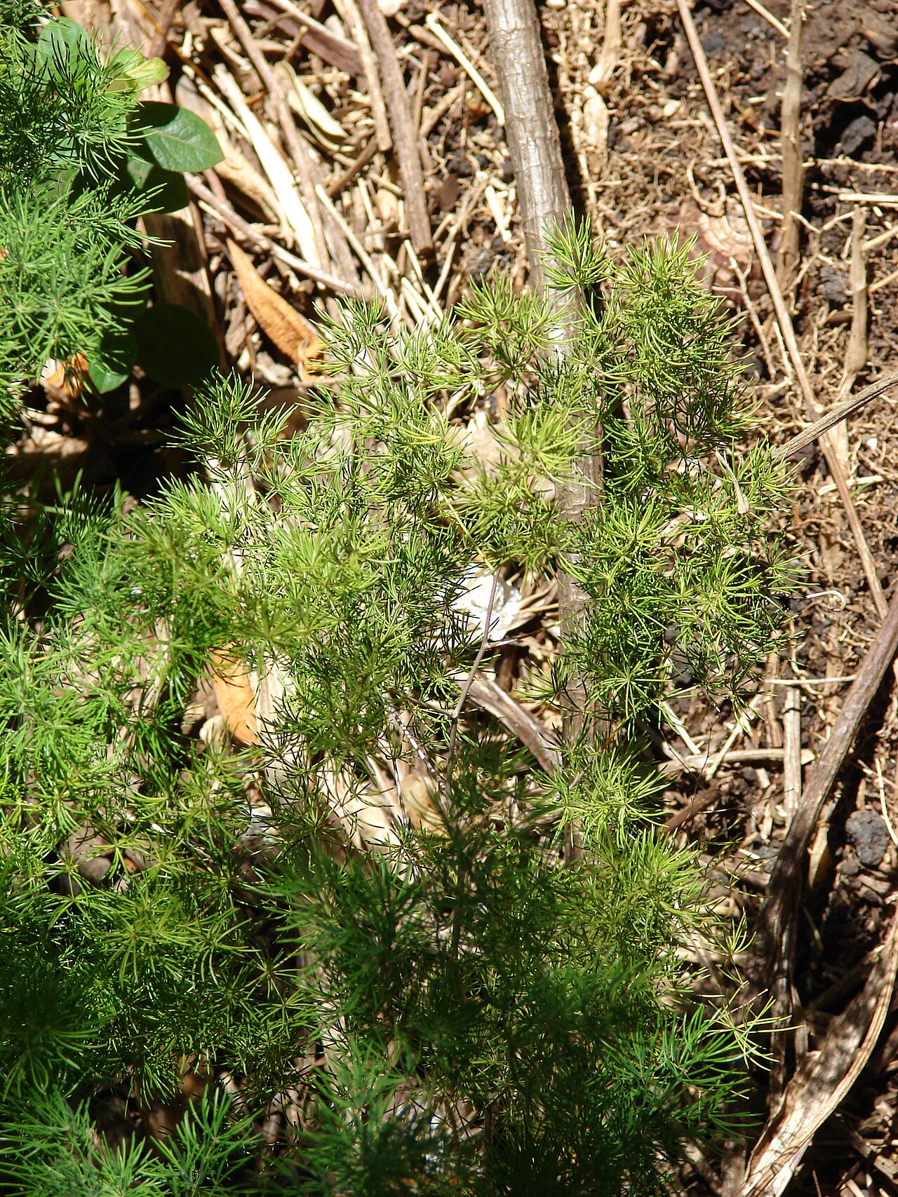 Zulu asparagus: Asparagus macowanii (habit). Location: Maui, Enchanting Floral Gardens of Kula