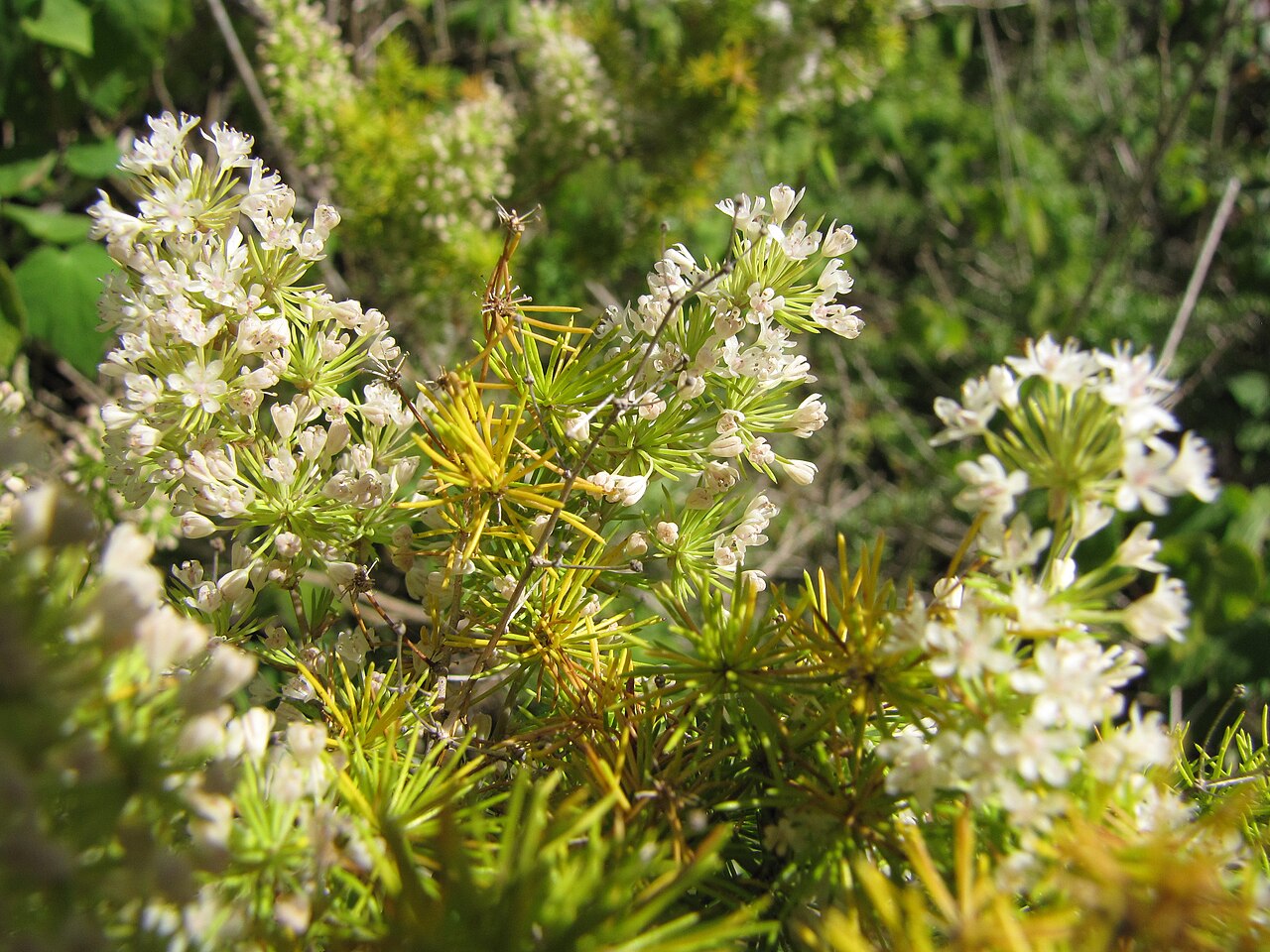 Zulu asparagus: Asparagus macowanii (Regal fern, ming fern, asparagus fern) Flowers at Enchanting Floral Gardens of Kula, Maui, Hawaii. March 01, 2012 #120301-3367 Image Use Po