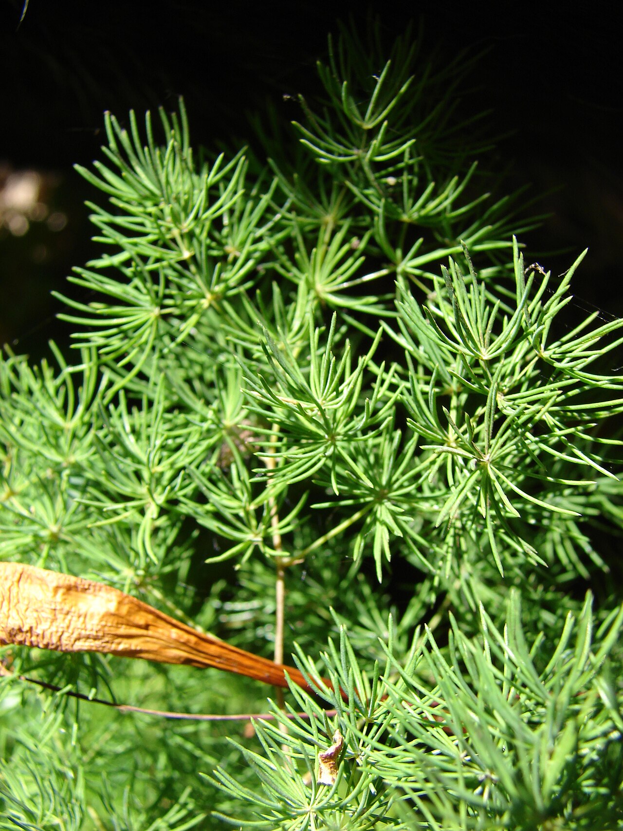 Zulu asparagus: Asparagus macowanii (leaves). Location: Maui, Enchanting Floral Gardens of Kula