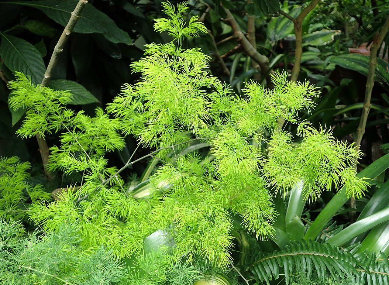 Zulu asparagus: Asparagus macowanii at Chicago Botanic Garden