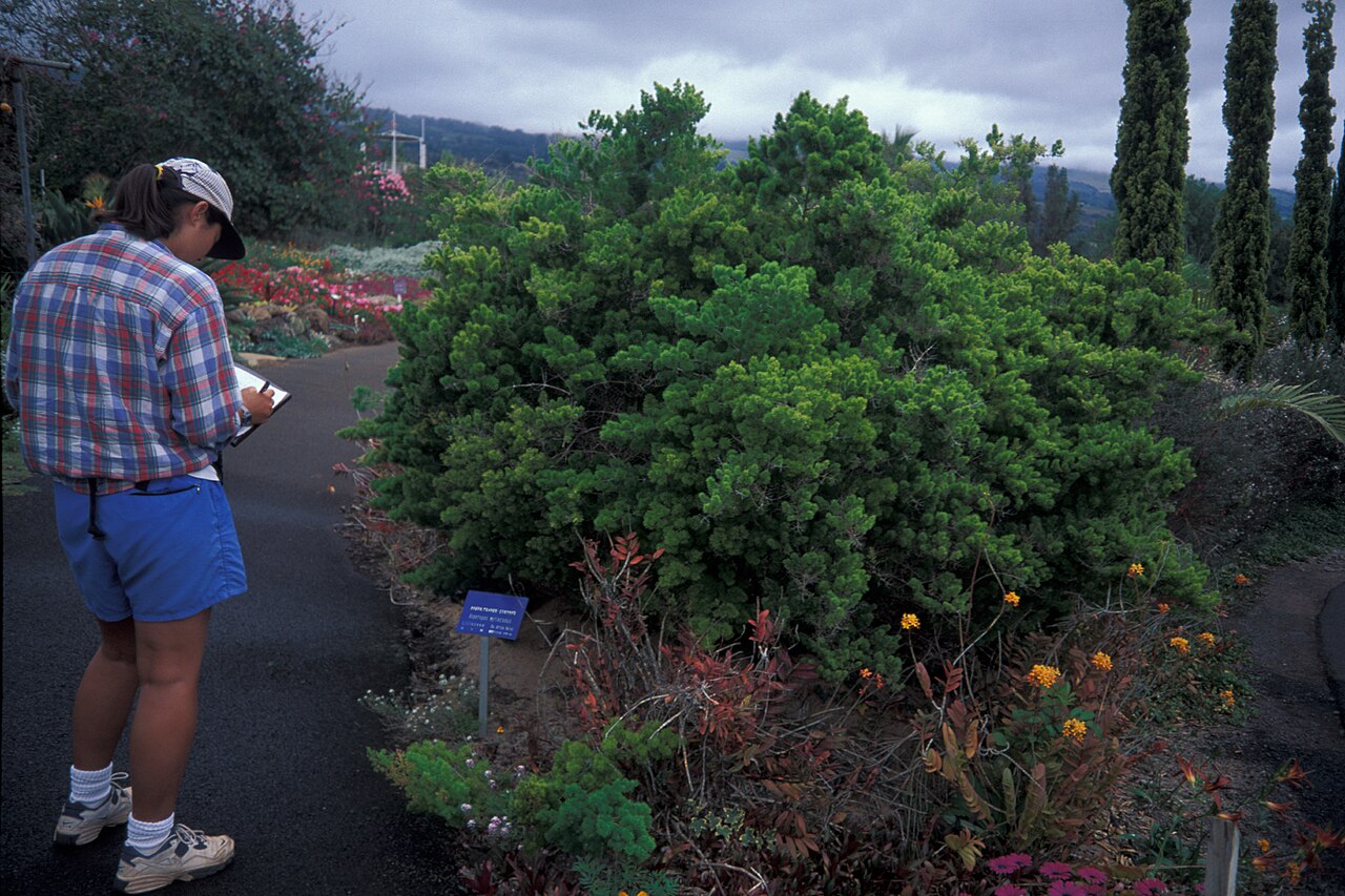 Zulu asparagus: Asparagus macowanii (habit). Location: Maui, Enchanting Floral Gardens of Kula