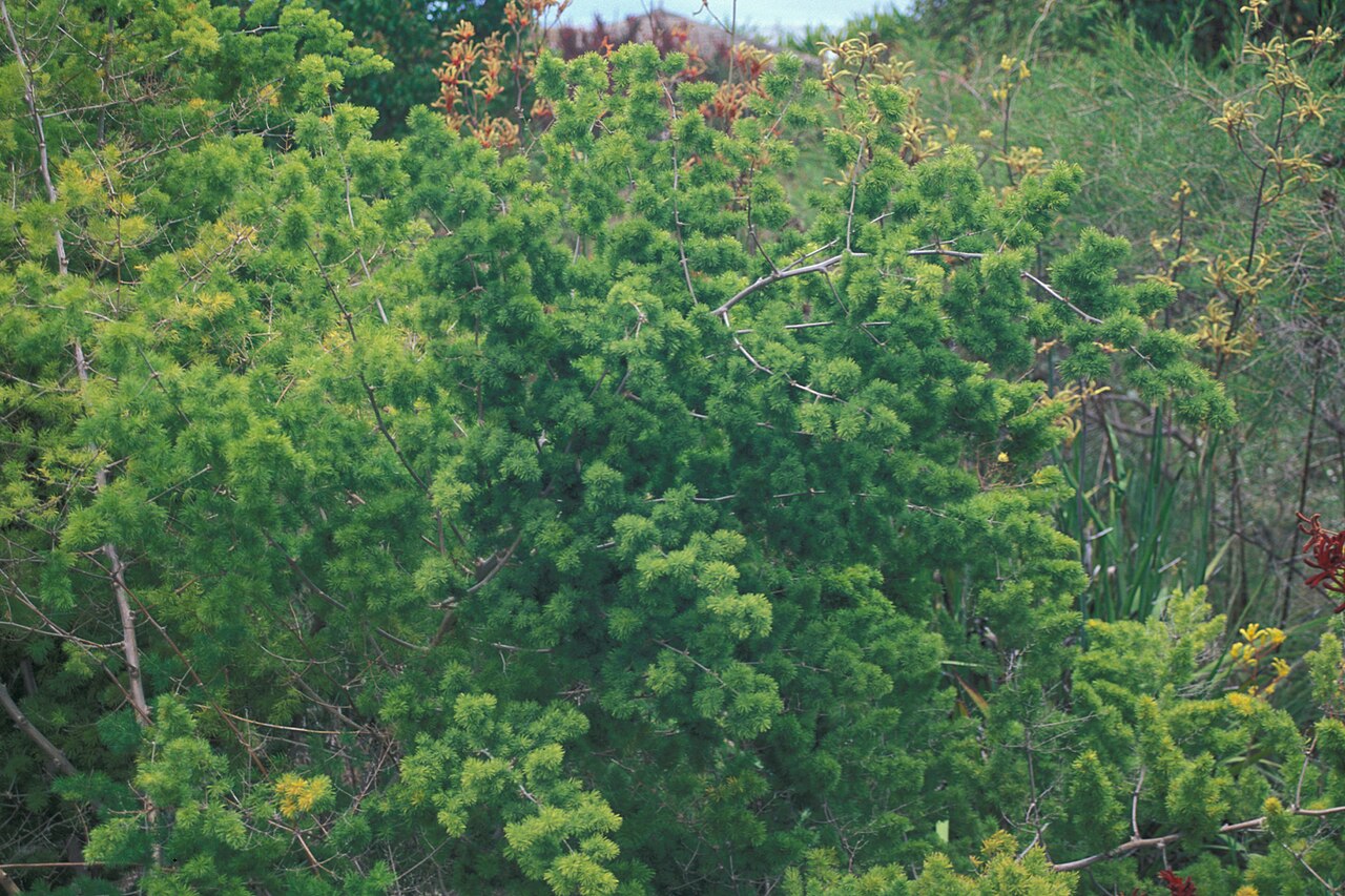 Zulu asparagus: Asparagus macowanii (flowering habit). Location: Maui, Enchanting Floral Gardens of Kula