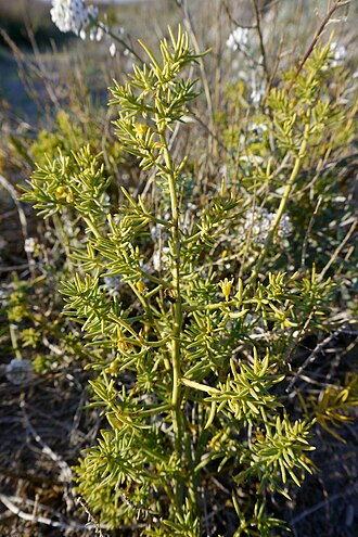 Asparagus macrorrhizus: Esparraguera del Mar Menor (Asparagus macrorrhizus) en las encañizadas viejas del Parque Natural de las Salinas de San Pedro del Pinatar.