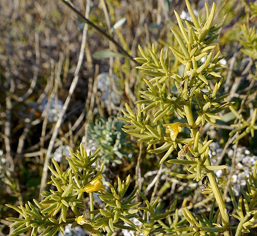 Asparagus macrorrhizus: Esparraguera del Mar Menor (Asparagus macrorrhizus) en las encañizadas viejas del Parque Natural de las Salinas de San Pedro del Pinatar.