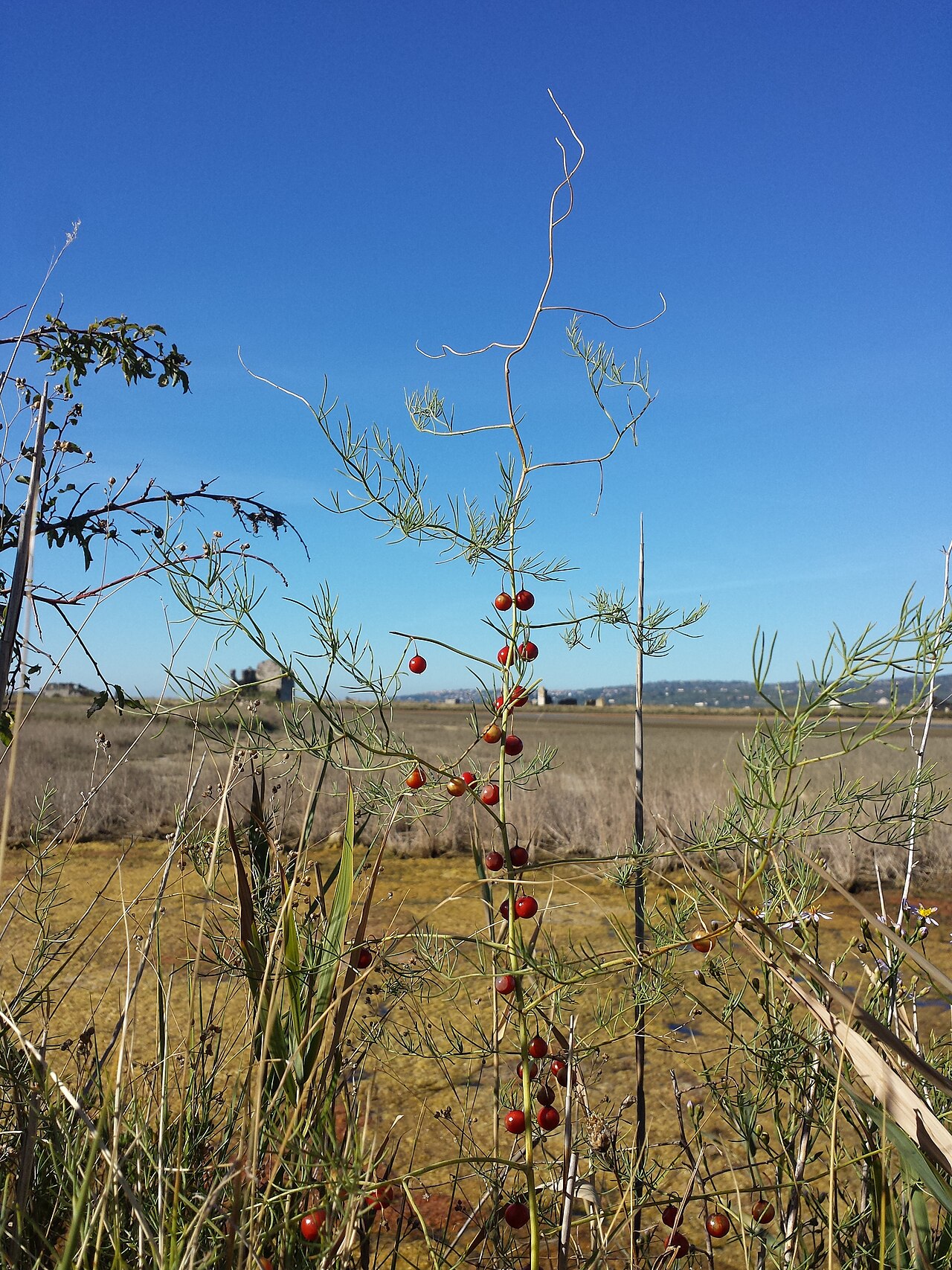 Asparagus maritimus: Habitus Taxonym: Asparagus maritimus ss Rottensteiner: Exkursionsflora für Istrien ISBN 978-3-85328-067-6 Location: abandoned saltworks next to Sečovlje, commun