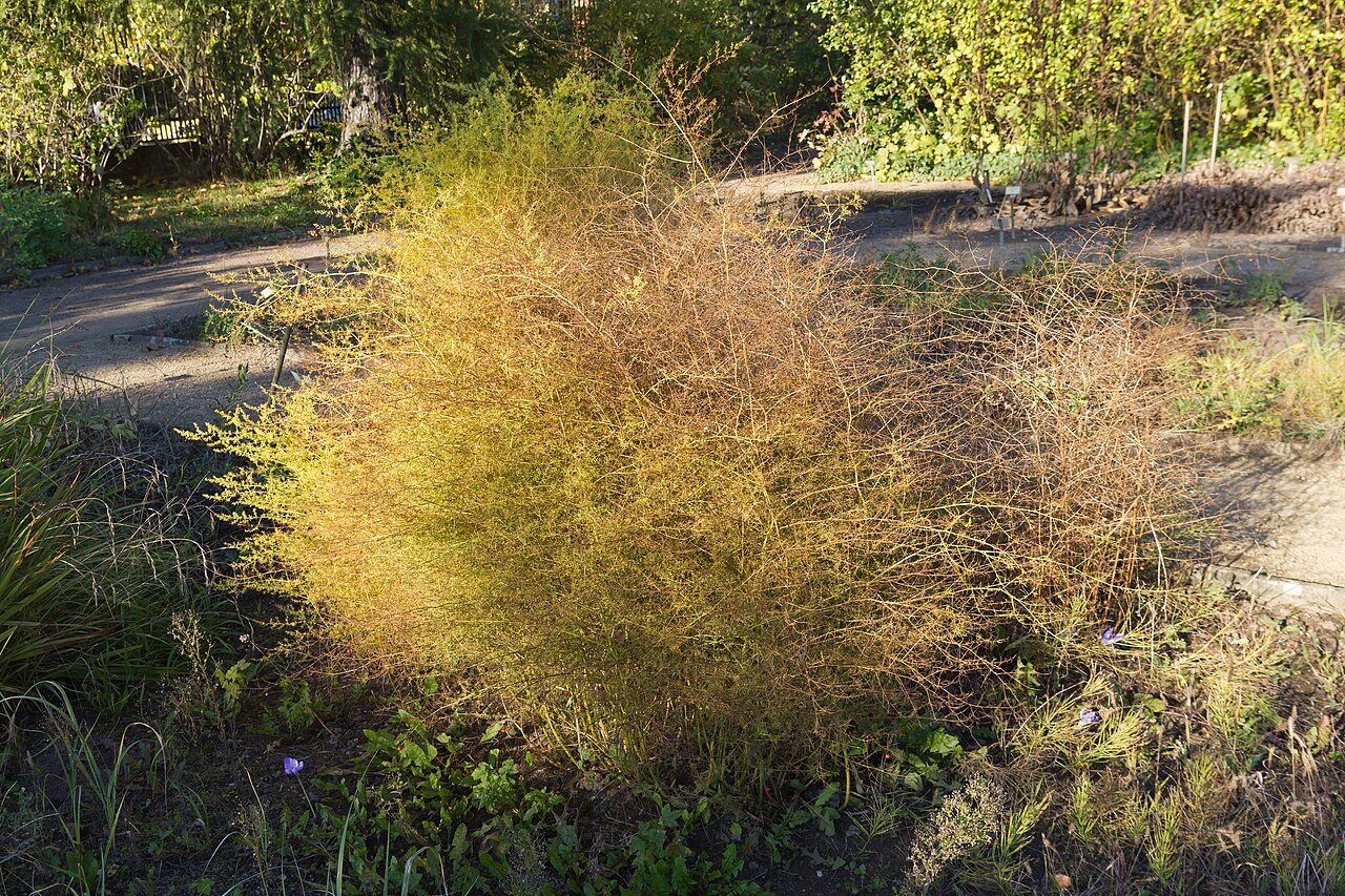 Asparagus maritimus: Berlin-Dahlem Botanical Garden in autumn 2014 / Asparagus maritimus
