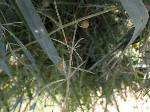 Asparagus maritimus (Asparagus maritimus)