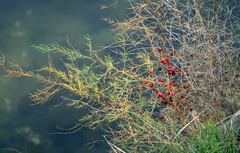 Asparagus maritimus (Asparagus maritimus)