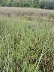 Asparagus maritimus (Asparagus maritimus)