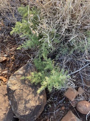 Asparagus minutiflorus (Asparagus minutiflorus)