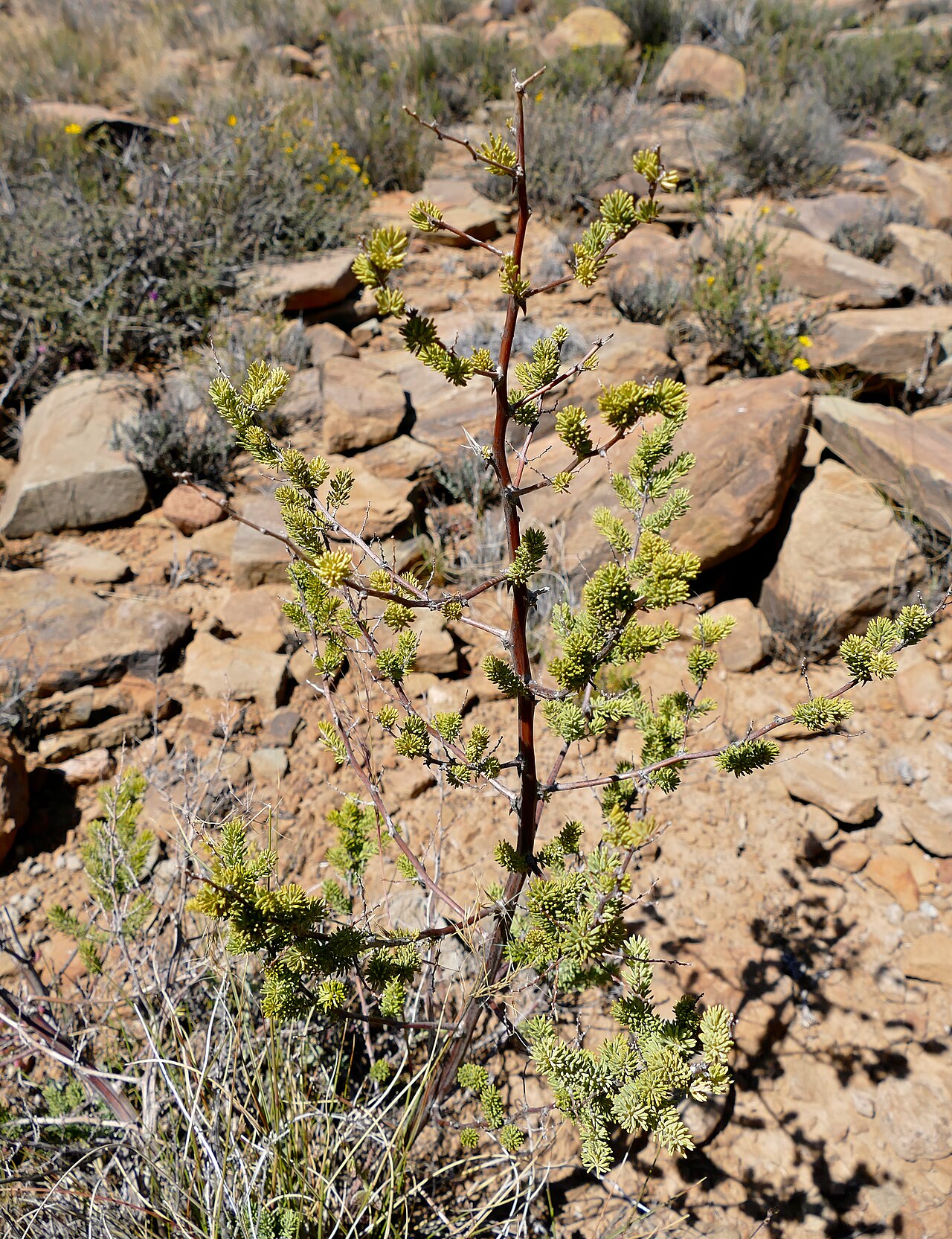Asparagus mucronatus: Fossil Trail, Rest Camp, Karoo NP, Western Cape, SOUTH AFRICA