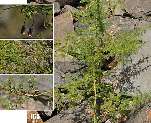 Asparagus neglectus: Asparagus neglectus