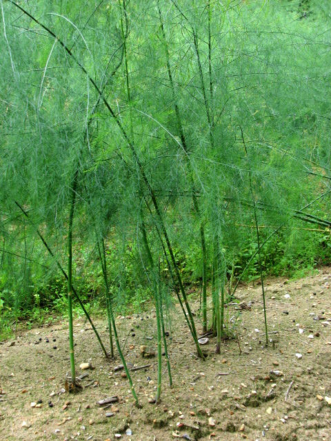 Asparagus: Asparagus plants The probably best known member of the family of Asparagacea is the edible variety called Asparagus officinalis, commonly referred to as asparag