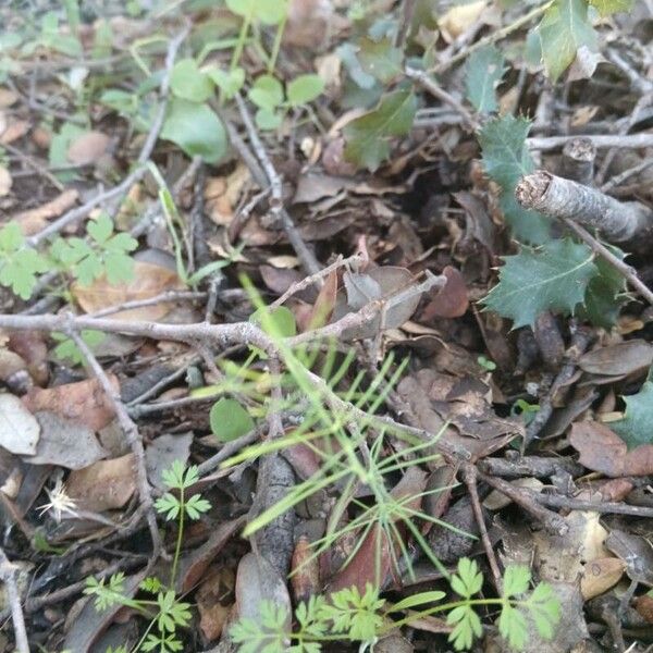 Asparagus (Asparagus officinalis)