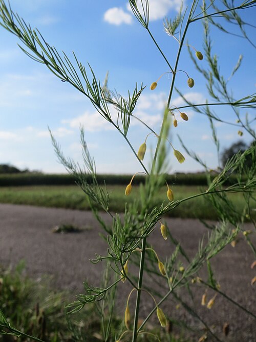 Asparagus: Verwilderter Gemüsespargel ( Asparagus officinalis ) bei Hockenheim
