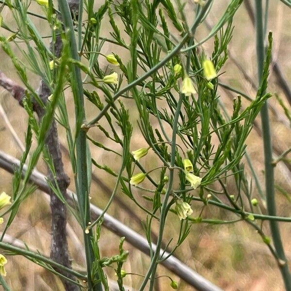 Asparagus (Asparagus officinalis)