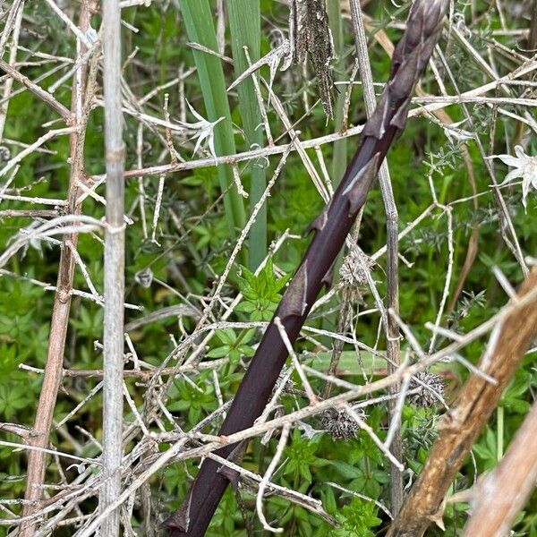 Asparagus (Asparagus officinalis)