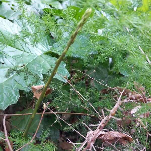 Asparagus (Asparagus officinalis)