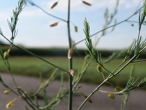 Asparagus: Verwilderter Gemüsespargel ( Asparagus officinalis ) bei Hockenheim